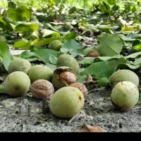 فروش ۳۰۰۰ متری باغ گردو در روستای خلجرود|فروش دفتر صنعتی، کشاورزی، تجاری|کنگاور, |دیوار