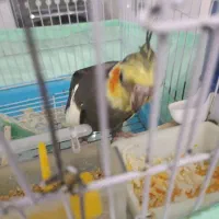 عروس هلندی نیمه اهلی|پرنده|تبریز, |دیوار