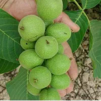 گردوی خوشه‌ای