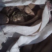 چغندر|خوردنی و آشامیدنی|قوچان, |دیوار