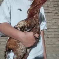 خروس لاری