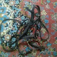 گردنی اسب|اسب و تجهیزات اسب‌سواری|گنبد کاووس, |دیوار