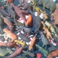 فیگور حیوانات کلکسیونی|کلکسیون و سرگرمی|تنکابن, |دیوار