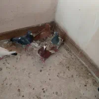 کبوتر گرفتنی