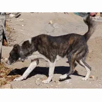 سگ نگهبان باهوش و قوی|سگ|یزد, |دیوار