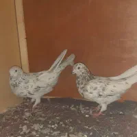 دوتا کفتر خوب