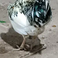 مرغ و خروس گلین