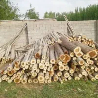 خرید انواع درخت و چوب در تمام استان به صورت نقدی|خدمات باغبانی و درختکاری|اردبیل, |دیوار