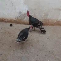 یه جفت بوقلمون نر وماده سرحال ماده تخم گذار