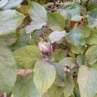 اجاره خانه ویلایی ۴۰ متری ۲ خوابه