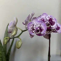 تخفیف ویژه ارکیده