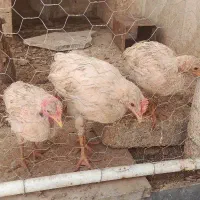 دونه ای ۲۵۰|حیوانات مزرعه|قره کهریز, |دیوار