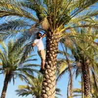 تولید کننده نخلهای برحی کبکاب زاهدی