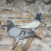 نر و ماده سوز و پلنگ سوز و ماده پلنگ سیاه