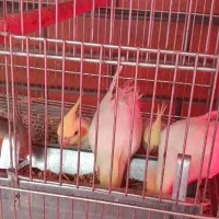 عروس هلندی بالغ|پرنده|شاهین‌شهر, عطار|دیوار