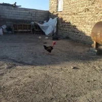 خروس گردن لخت