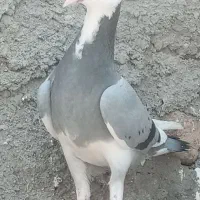 ج و ش ک ار س ی ار