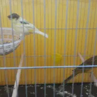 یک جفت قناری با تخم