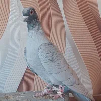 کبوتر هوایی