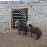 دوعدد بره نر هترو