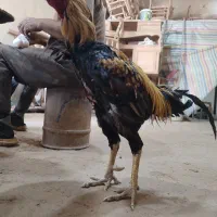 مرغ و خروس لاری اصیل آماده جوجه کشی|حیوانات مزرعه|تبریز, |دیوار