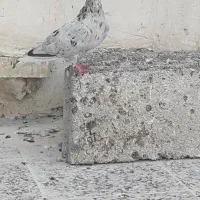 کبوتر دم سفید|پرنده|شوشتر, |دیوار