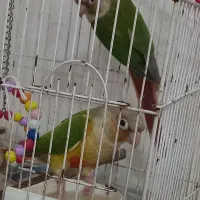 طوطی گیرینجیک