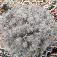 چای کوهی