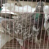کبوتر سفید|پرنده|جم, |دیوار