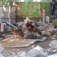 فروش چند عدد خروس