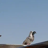 کفتر