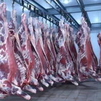 پخش عمده گوشت گوساله و گوسفند و مرغ کشتار روز