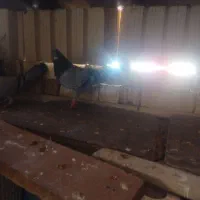 پرنده|پرنده|آباده, |دیوار