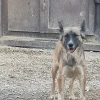 واگذاری توله ۴ماهه|سگ|مشهد, صیدآباد|دیوار