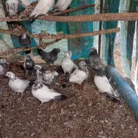 کبوتر|پرنده|جوکار, |دیوار