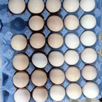 تخم مرغ محلی