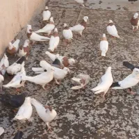 کفتر طوقی سرور سینه سیاه|پرنده|تهران, بهارستان|دیوار