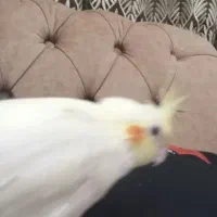 عروس هلندی گم شده