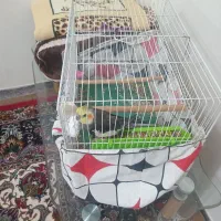 کوکوخالی بند