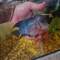 فلاور رد دارگون وارداتی