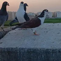 ساده سرخ دم رخ منجوق به پا گمشده منطقه طبرسی