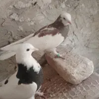 کبوتر طوقی جوجه|پرنده|آیسک, |دیوار