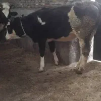 گوساله ماده