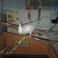 عروس هلندی آلبینو