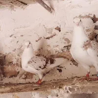 پرنده|پرنده|خرمآباد, |دیوار