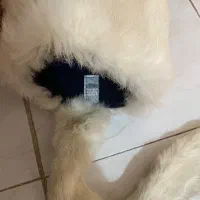 کلاه روسی وارداتی و ساعت های اورجینال