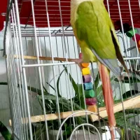 طوطی گرینچیک دستی