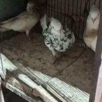 کبوتر اصلی