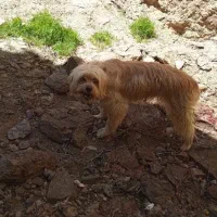 سگ شیتزو ماده