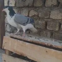 نر واز کاکول